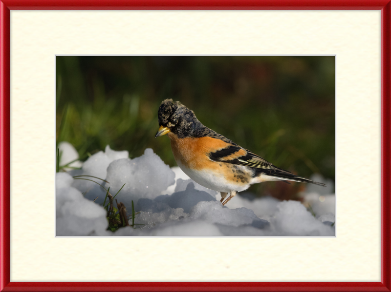 Pinson du Nord - Great Pictures Framed