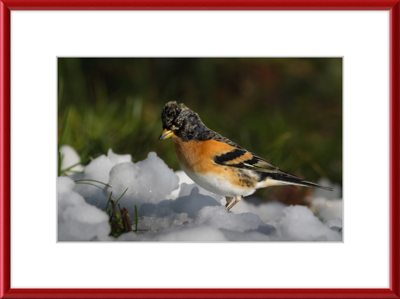 Pinson du Nord - Great Pictures Framed