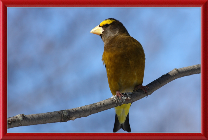 Hesperiphona Vespertina - Great Pictures Framed