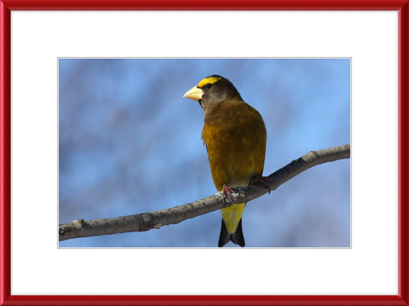 Hesperiphona Vespertina - Great Pictures Framed