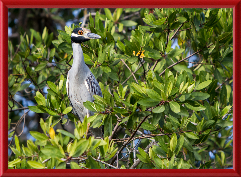 Yellow Crowned Night Heron in la Manzanilla Mexico - Great Pictures Framed