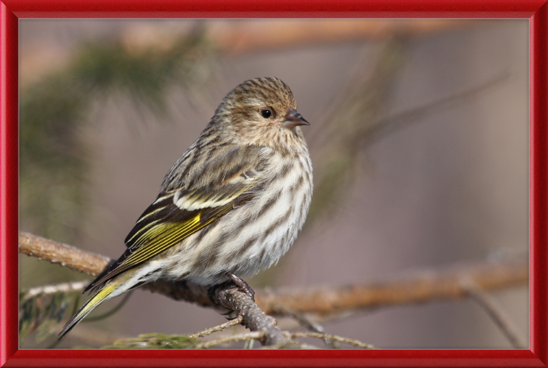 Grey-Brown Pine Siskin - Great Pictures Framed