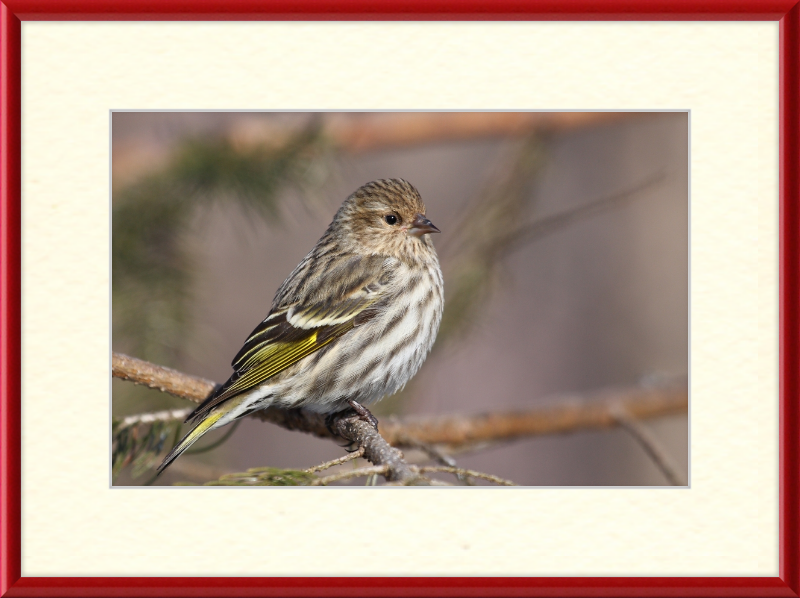 Grey-Brown Pine Siskin - Great Pictures Framed