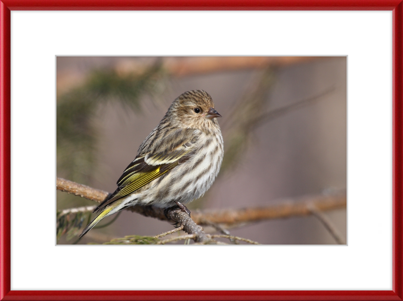 Grey-Brown Pine Siskin - Great Pictures Framed
