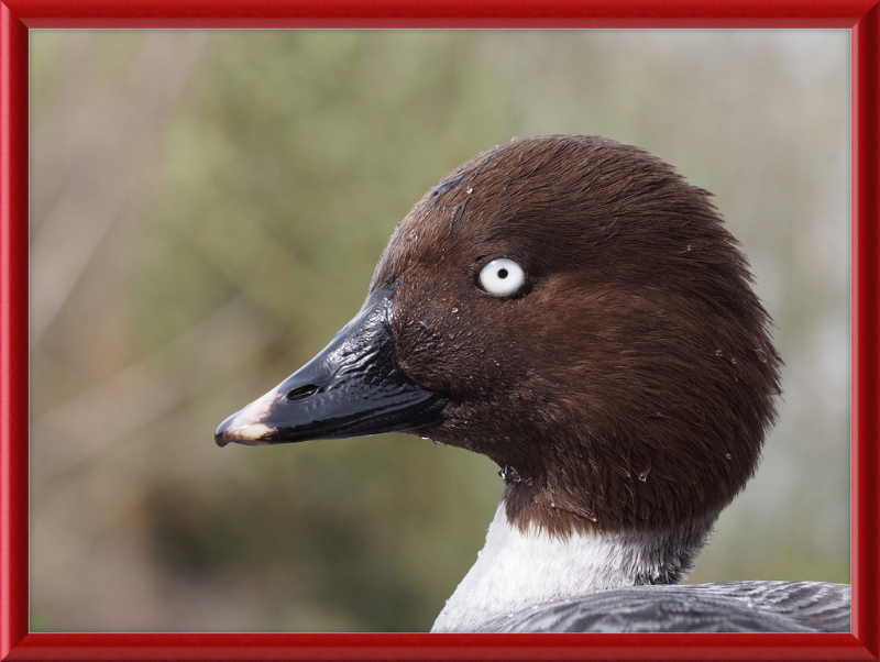 Bucephala Clangula - Female - Great Pictures Framed