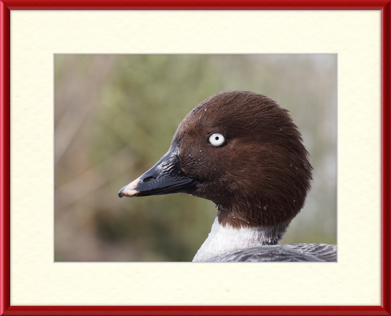 Bucephala Clangula - Female - Great Pictures Framed