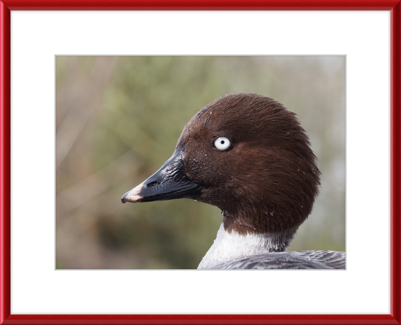 Bucephala Clangula - Female - Great Pictures Framed