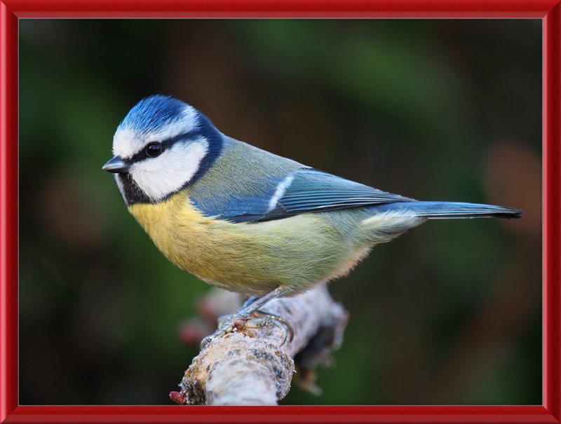 Eurasian Blue Tit Lancashire - Great Pictures Framed