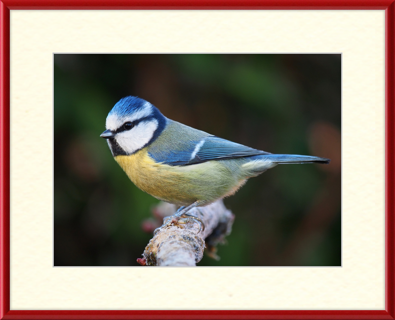 Eurasian Blue Tit Lancashire - Great Pictures Framed