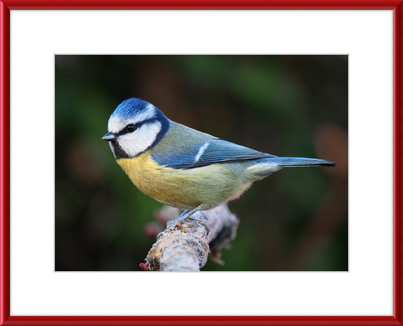 Eurasian Blue Tit Lancashire - Great Pictures Framed