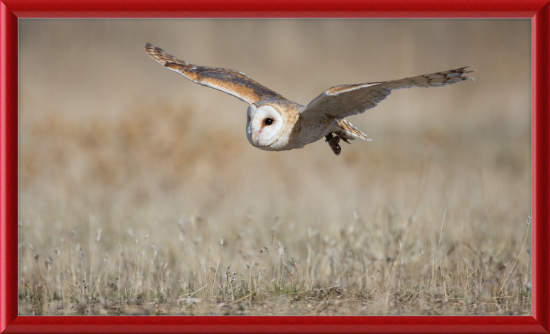 A Barn Owl in Flight - Great Pictures Framed