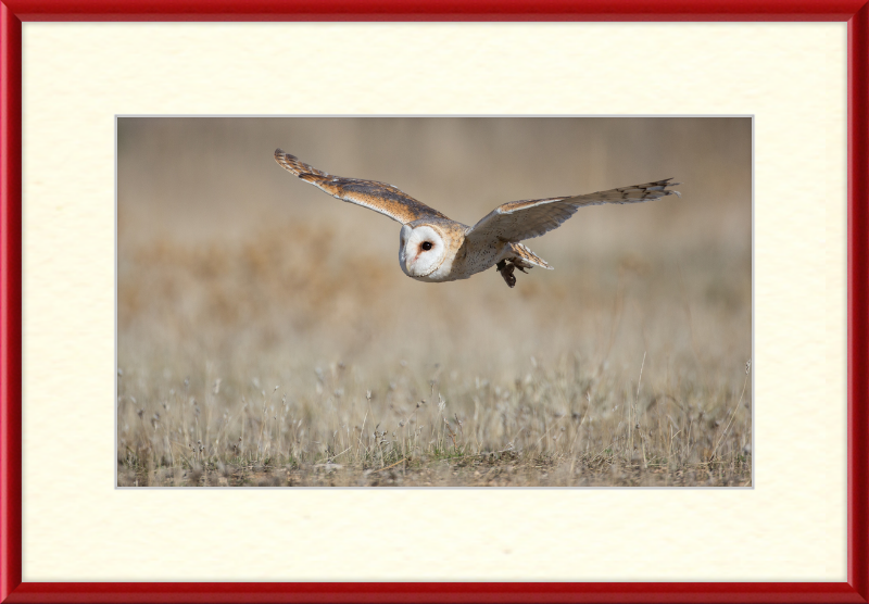 A Barn Owl in Flight - Great Pictures Framed