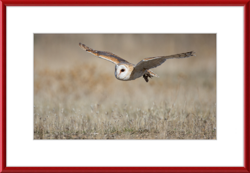 A Barn Owl in Flight - Great Pictures Framed