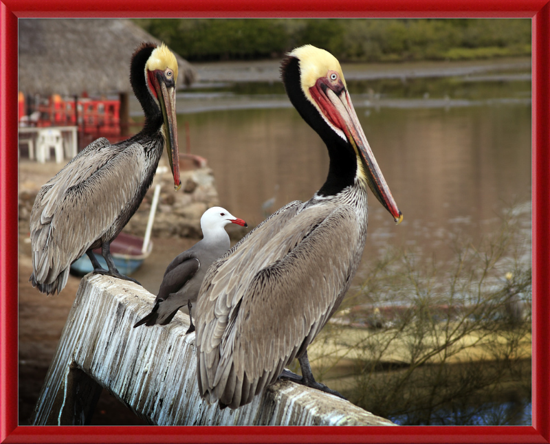 Tres amigos - Great Pictures Framed