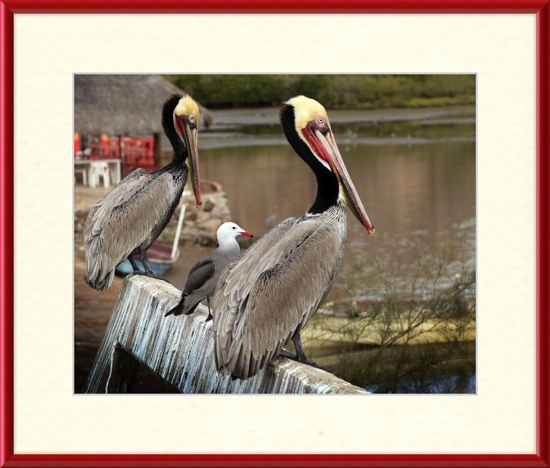 Tres amigos - Great Pictures Framed