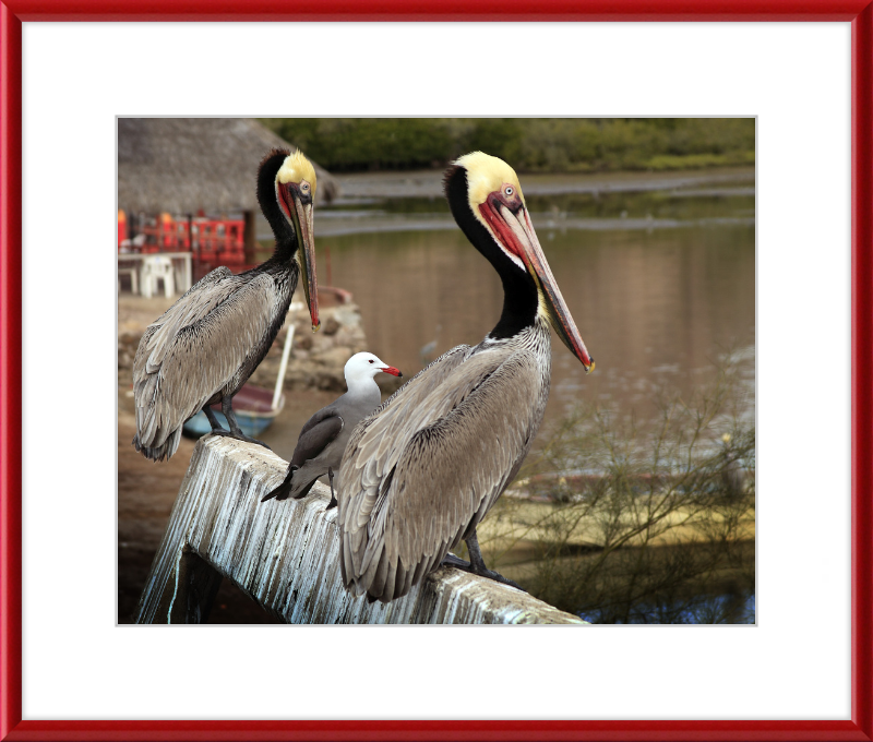 Tres amigos - Great Pictures Framed