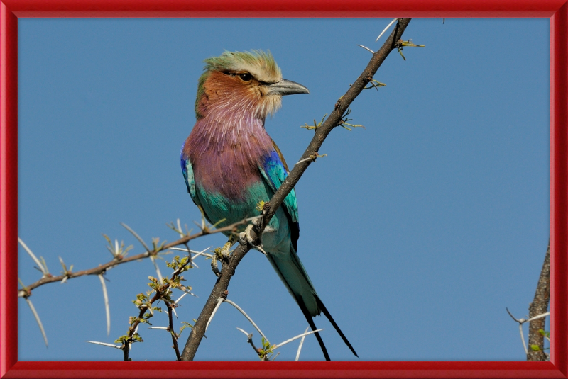 The Lilac-Breasted Roller - Great Pictures Framed