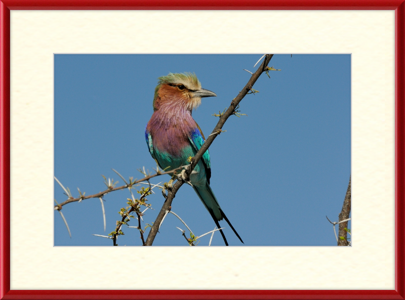 The Lilac-Breasted Roller - Great Pictures Framed