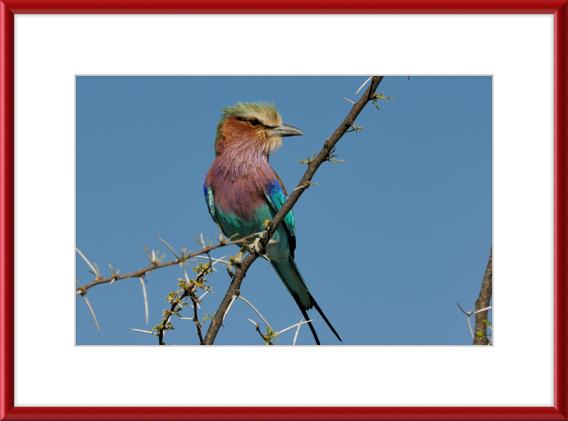 The Lilac-Breasted Roller - Great Pictures Framed