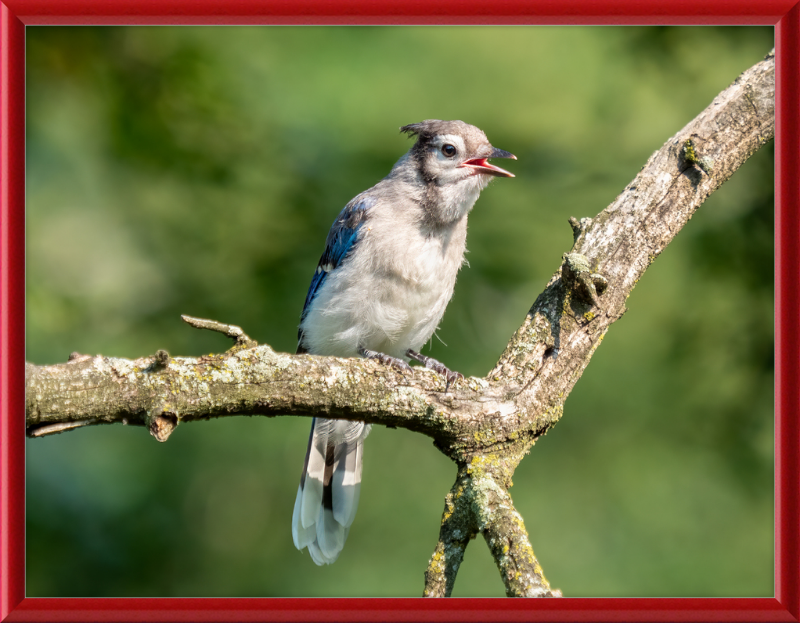 Jay Fledgling in Nature - Great Pictures Framed