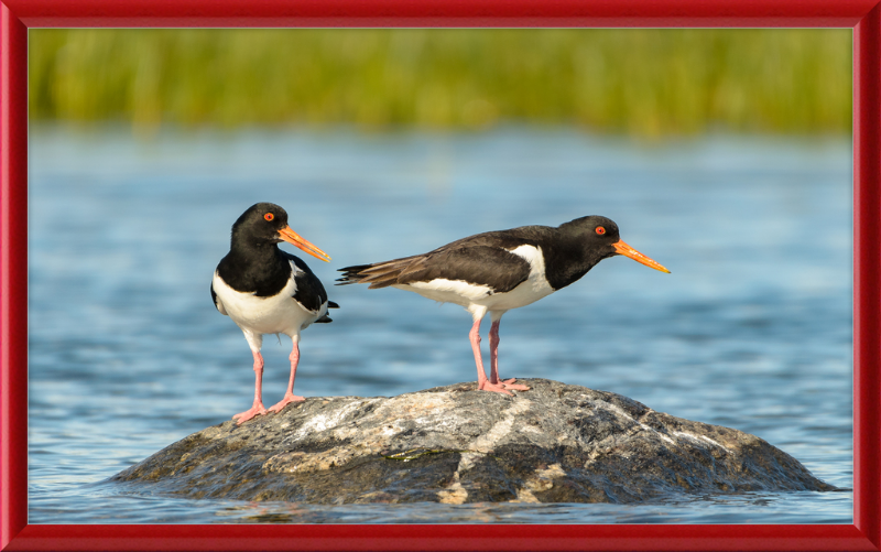 Eurasian Oystercatcher - Haematopus Ostralegus - Great Pictures Framed