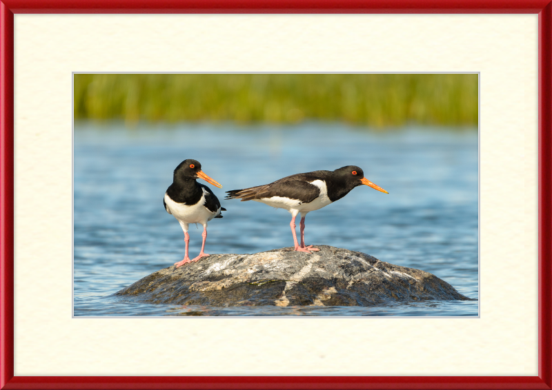 Eurasian Oystercatcher - Haematopus Ostralegus - Great Pictures Framed