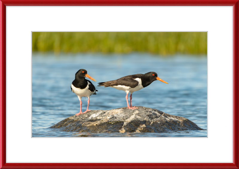 Eurasian Oystercatcher - Haematopus Ostralegus - Great Pictures Framed