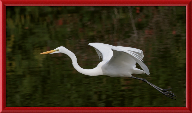 Eastern Great Egret in Flight at Tennaji Park in Osaka. - Great Pictures Framed