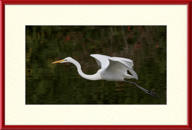 Eastern Great Egret in Flight at Tennaji Park in Osaka. - Great Pictures Framed