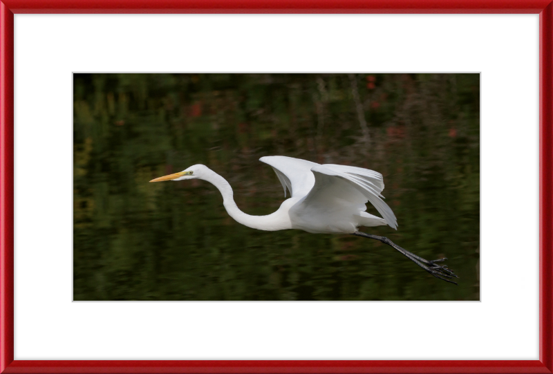 Eastern Great Egret in Flight at Tennaji Park in Osaka. - Great Pictures Framed