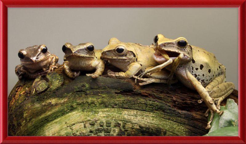Polypedates Leucomystax Weissbart Ruderfrosch - Great Pictures Framed