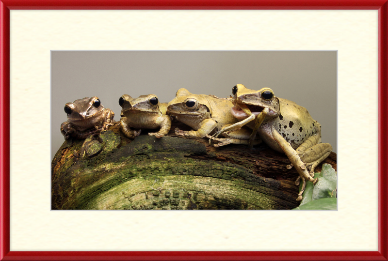 Polypedates Leucomystax Weissbart Ruderfrosch - Great Pictures Framed