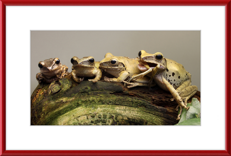 Polypedates Leucomystax Weissbart Ruderfrosch - Great Pictures Framed