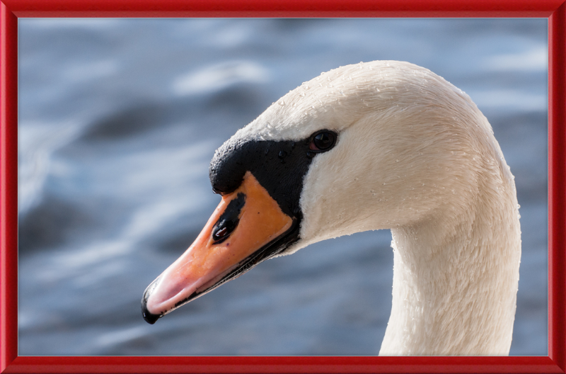 Cygnus olor - Great Pictures Framed
