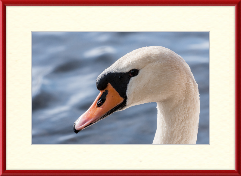 Cygnus olor - Great Pictures Framed