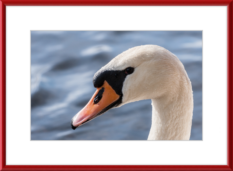 Cygnus olor - Great Pictures Framed