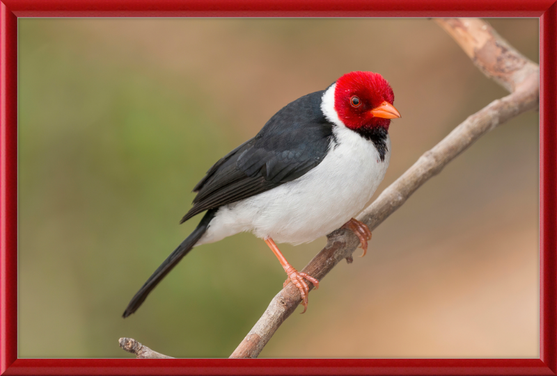 Yellow-billed Cardinal (Paroaria capitata) - Great Pictures Framed