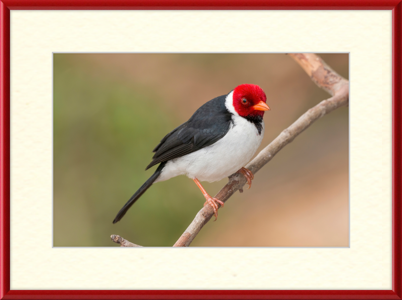 Yellow-billed Cardinal (Paroaria capitata) - Great Pictures Framed