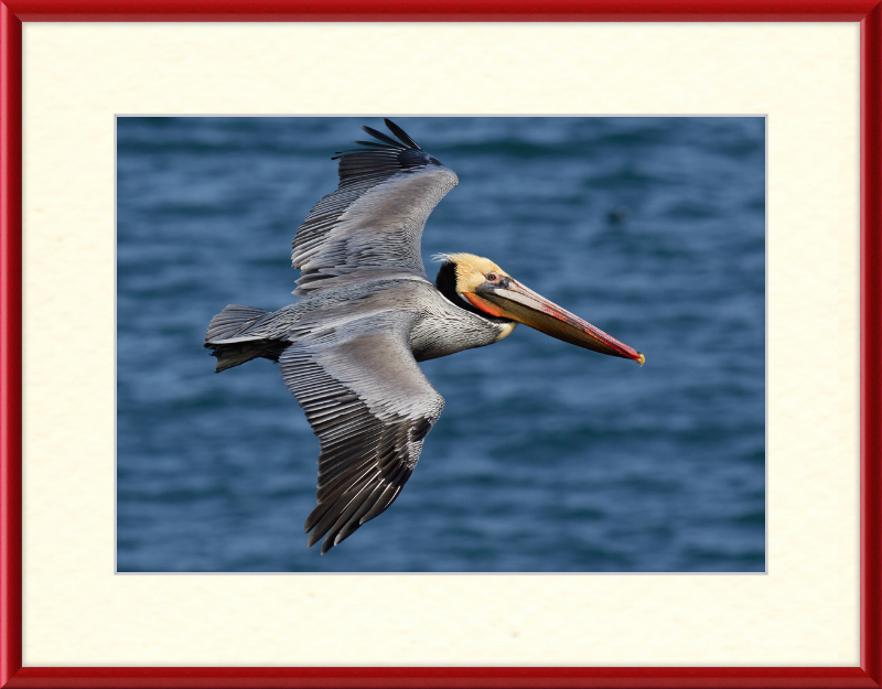 Brown Pelican in Bodega Bay - Great Pictures Framed