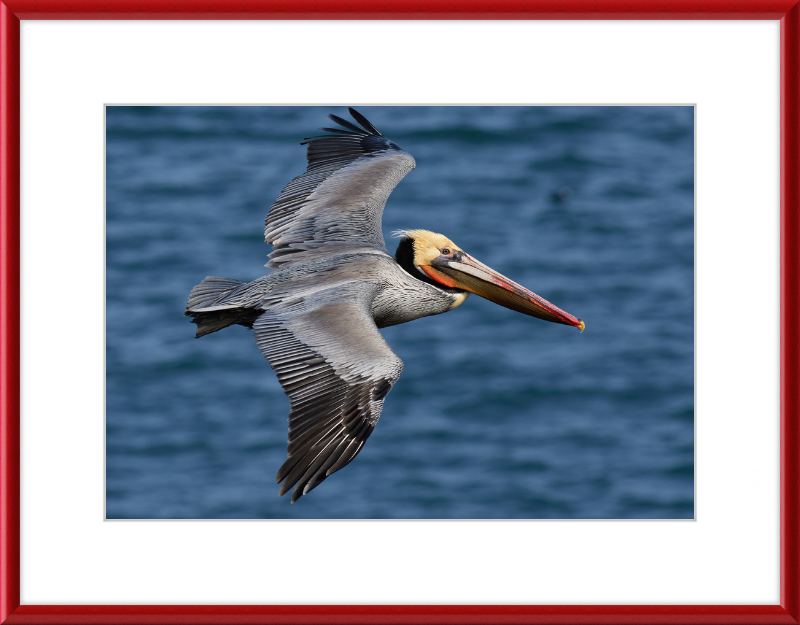 Brown Pelican in Bodega Bay - Great Pictures Framed