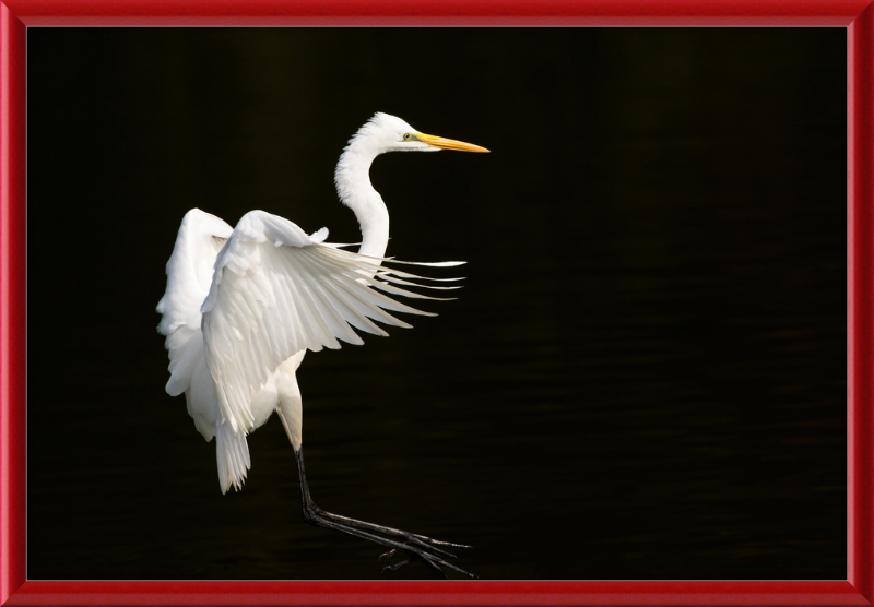 Eastern Great Egret Landing at Tennaji Park in Osaka. - Great Pictures Framed