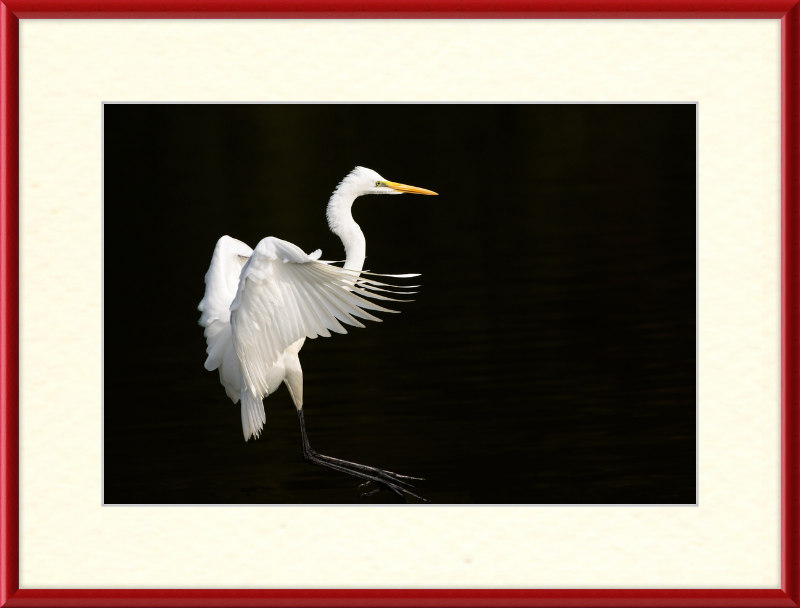 Eastern Great Egret Landing at Tennaji Park in Osaka. - Great Pictures Framed