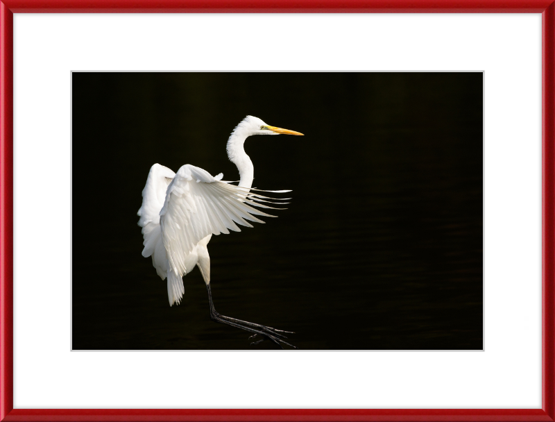 Eastern Great Egret Landing at Tennaji Park in Osaka. - Great Pictures Framed