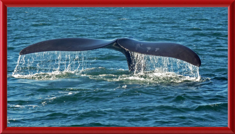 Southern Right Whale Caudal Fin - Great Pictures Framed