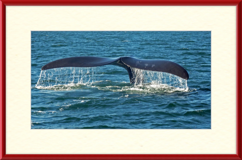 Southern Right Whale Caudal Fin - Great Pictures Framed