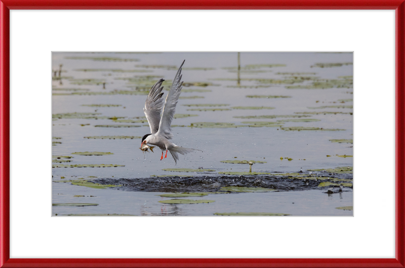 A Common Tern Fishing in the Federseeried Bird Sanctuary - Great Pictures Framed