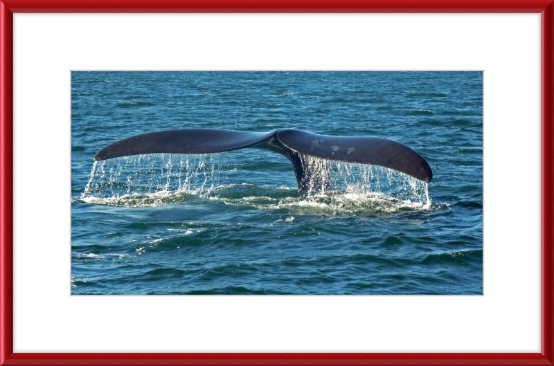 Southern Right Whale Caudal Fin - Great Pictures Framed