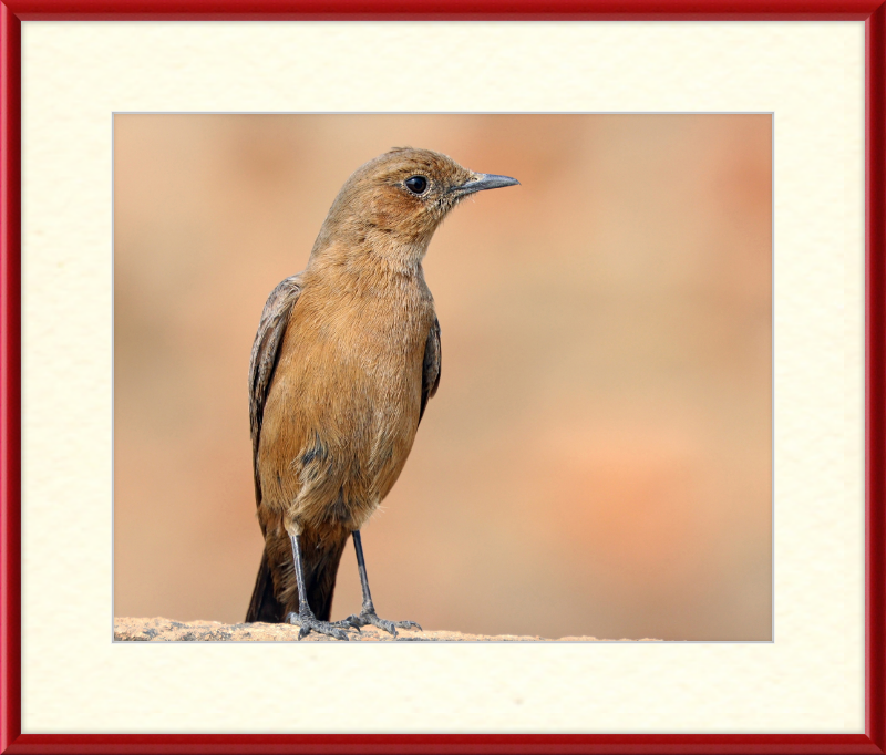The Brown Rock Chat (Oenanthe fusca) - Great Pictures Framed