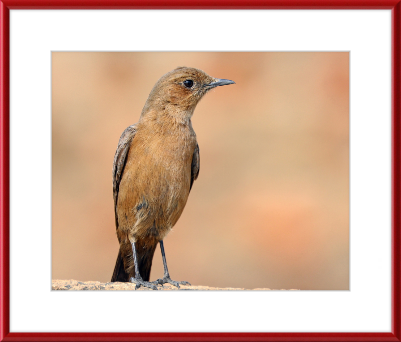The Brown Rock Chat (Oenanthe fusca) - Great Pictures Framed