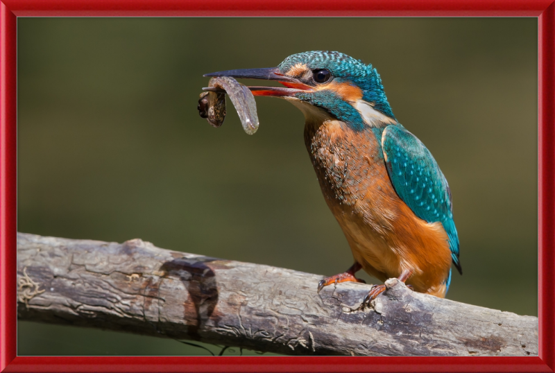 Kingfisher Eating a Tadpole - Great Pictures Framed